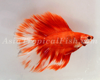 Betta Fish Care on Betta Fish   Siamese Fighting Fish   Betta Splendens   Betta Fish Care