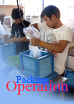 Ornamental fish Thailand