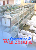 Ornamental fish