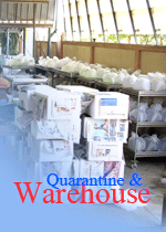 Ornamental fish Thailand