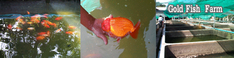 Gold Fish Farm