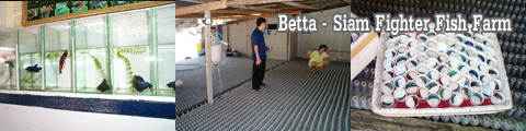 Betta - Siam Fighter Fish Farm