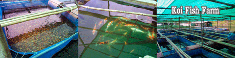 Koi  Fish Farm
