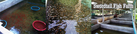 Swordtail  Fish Farm