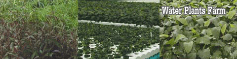 Water Plants