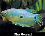گورامی آبی