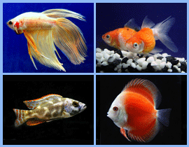 Aquarium fish